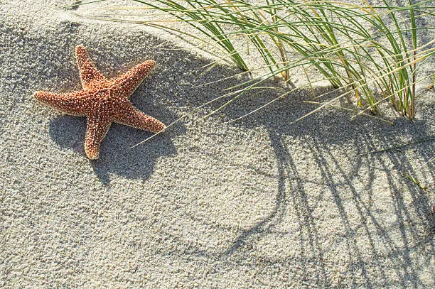 Photo of Close-up of a starfish at the beach / dune