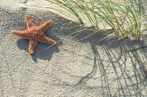 close-up de uma estrela do mar na praia/dune - sand sea oat grass beach sand dune - fotografias e filmes do acervo