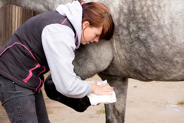 Pretty young woman carefully applies a poultice to her Horses hoof.