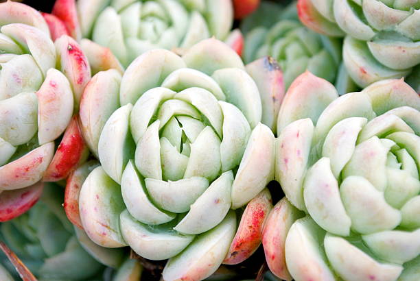 'hens et chicks'succulents - soboliferum photos et images de collection