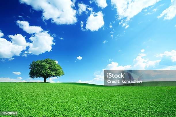 Espectacular Cielo Azul Y Meadow 21mpix Foto de stock y más banco de imágenes de Azul - Azul, Cielo, Árbol