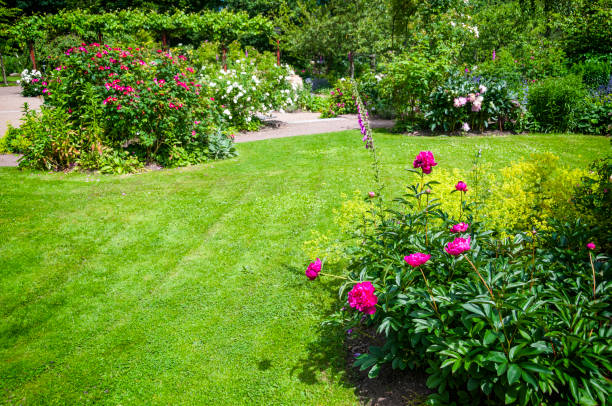 istock Dahlia and rose garden 175210828