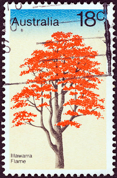 istock Australian stamps shows Illawarra Flame Tree (1978) 175211122
