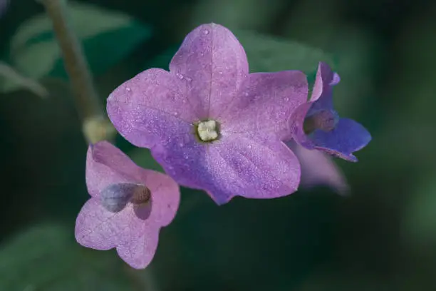 Beautiful pink bracts of Karomia tettensis, Chinese hats, growing in a summer garden.