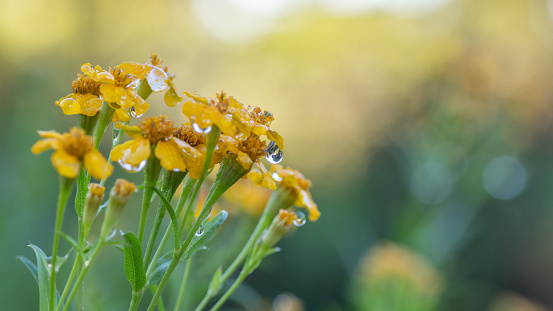 Tagetes lucida, Mexican mint marigold, growing in a culinary garden.