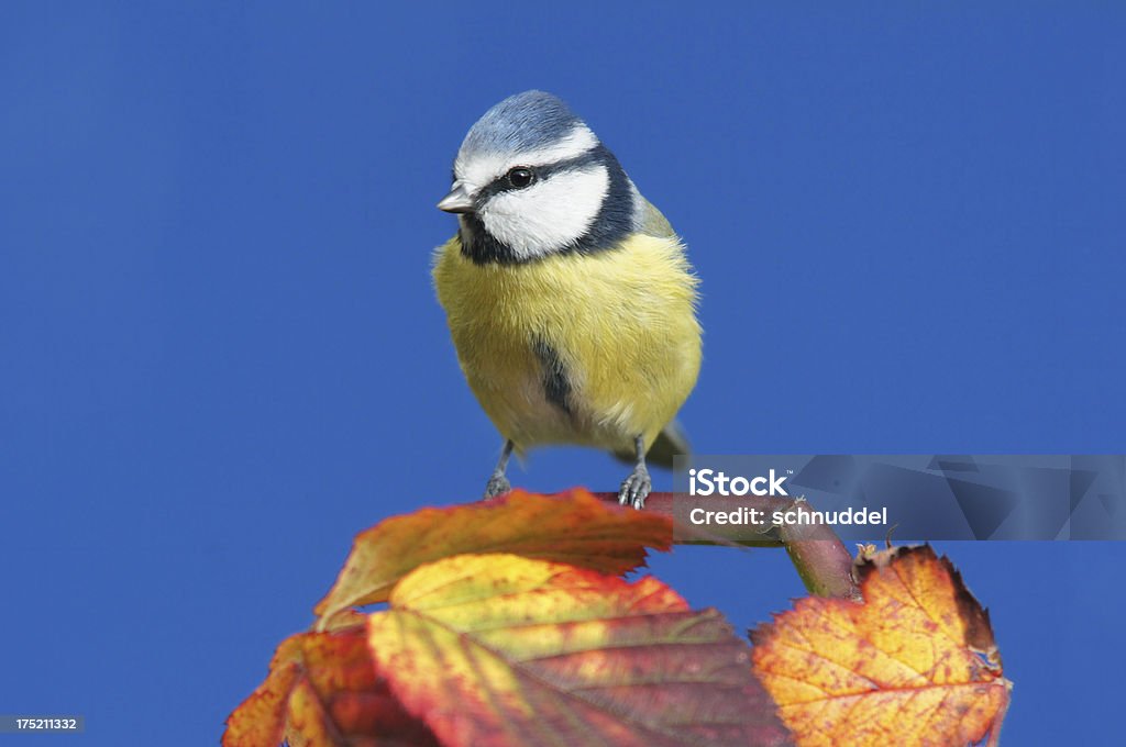 Bluetit with fall leaves Bluetit with fall leaves.Please see more than 500 songbird pictures of my Portfolio.Thank you! Animal Stock Photo