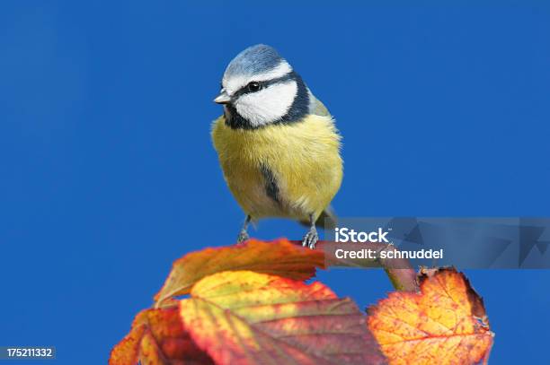 Bluetit With Fall Leaves Stock Photo - Download Image Now - Animal, Animal Body Part, Animal Eye