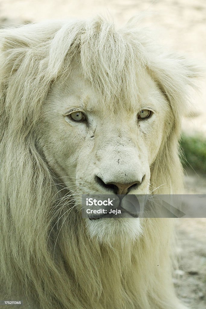 White lion - Foto de stock de Animais Machos royalty-free