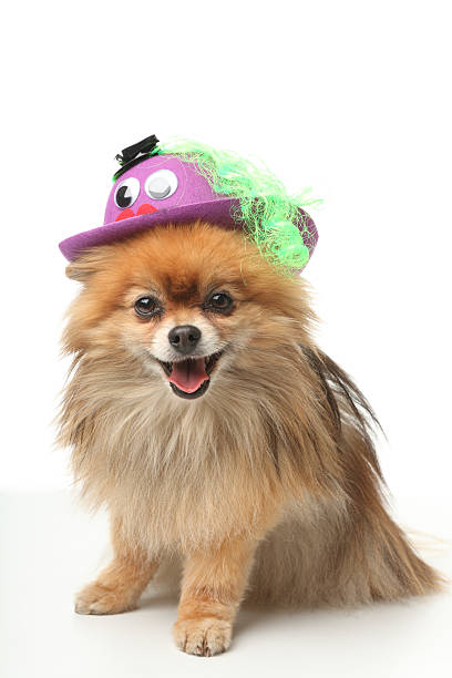 istock Funny little dog with hat 175211792