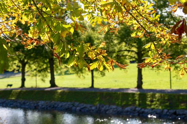 A scenic outdoor view of a tranquil river with a park bench and trees lining the banks providing a serene atmosphere