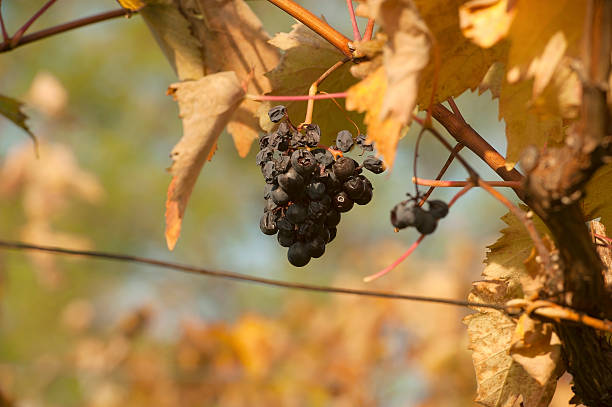 uva rossa in autunno - dried grape foto e immagini stock