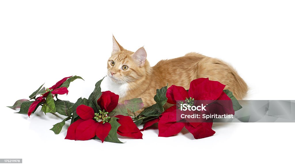 Gengibre gato com Poinsettias no branco - Foto de stock de Bico-de-Papagaio royalty-free