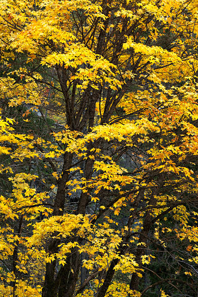 żółty drzewo - vertical photography color image tumwater canyon zdjęcia i obrazy z banku zdjęć