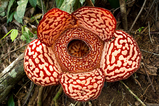 flesh eating plant rafflesia - double_p stockfoto's en -beelden