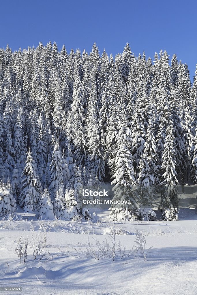 Inverno na floresta - Foto de stock de Azul royalty-free