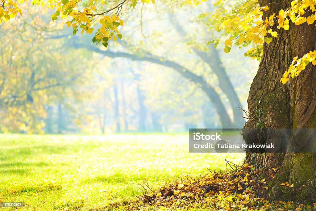 Bellissimo autunno - Foto stock royalty-free di Acero