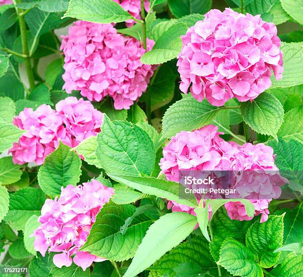 Rosa Hydrangeas Foto de stock y más banco de imágenes de Belleza de la naturaleza - Belleza de la naturaleza, Cabeza de flor, Flor