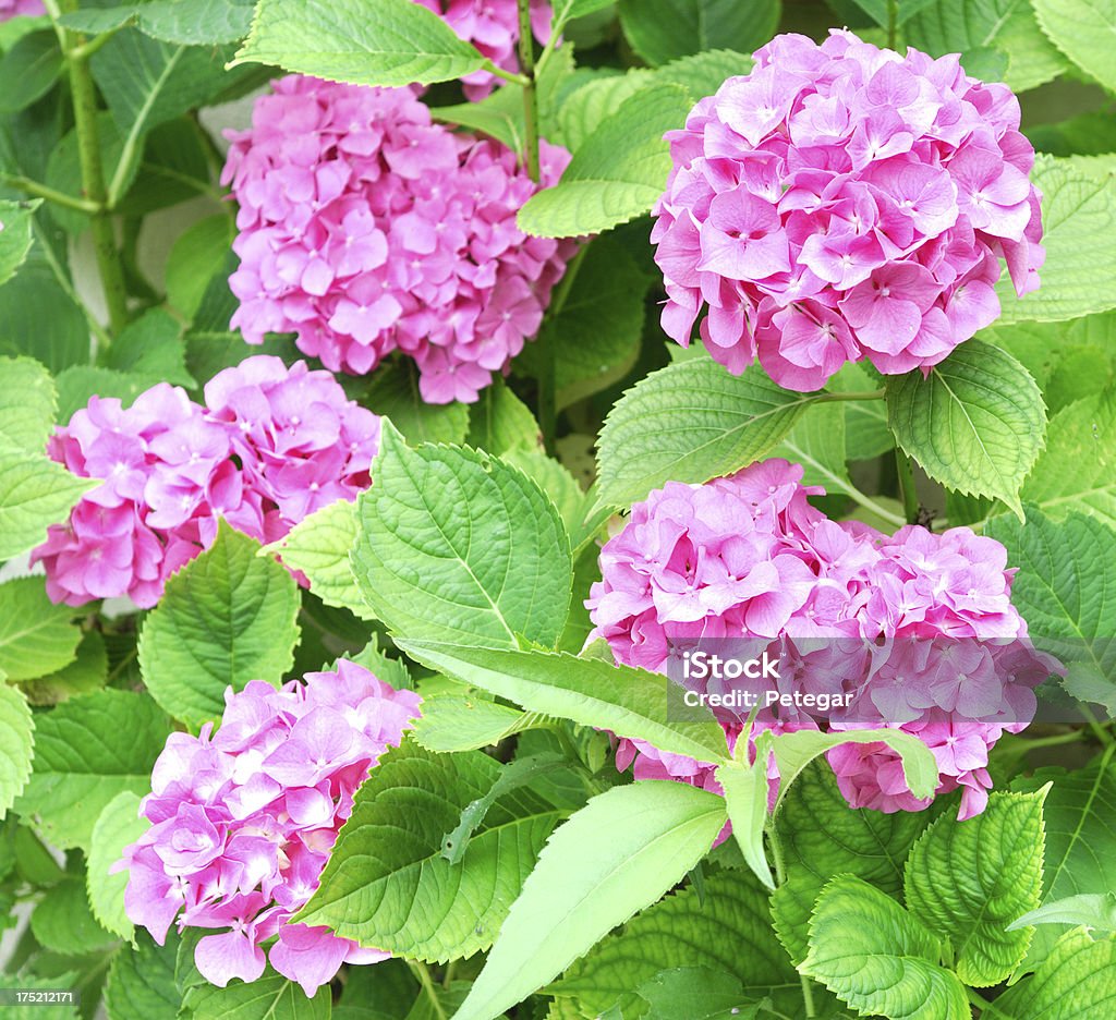 Różowy Hydrangeas - Zbiór zdjęć royalty-free (Bez ludzi)