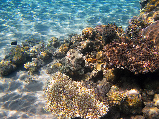 ビーチの珊瑚礁 - red sea taba sand reef ストックフォトと画像