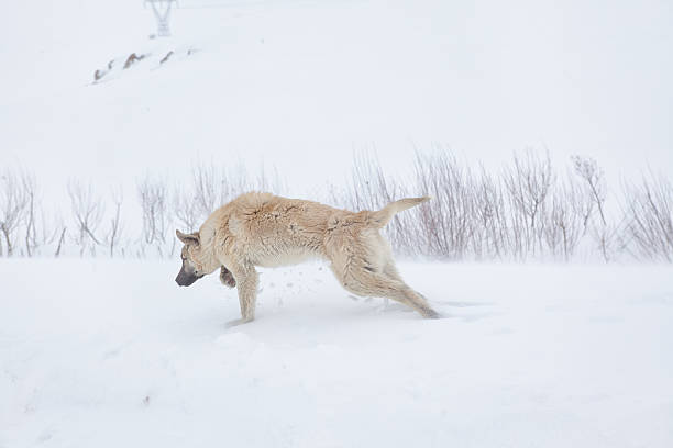 istock Kangal dog walking on snow in winter 175212608