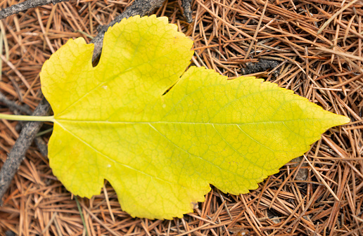 autumn, birch, tree, leaf, macro nature, mulberry, nature, plane,  tree, plum