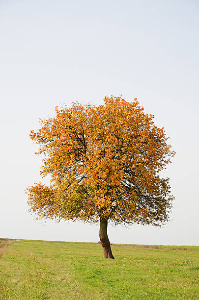 Single pear tree in autumn foliage on meadow