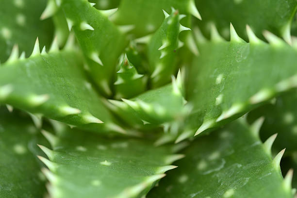istock Aloe Vera Plant close-up top-view 175212714