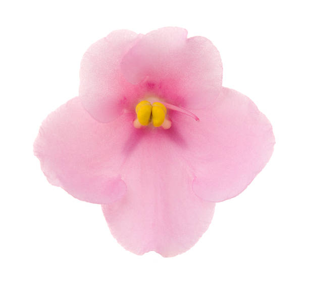 śwpaulia - stamen purple african violet clipping path zdjęcia i obrazy z banku zdjęć