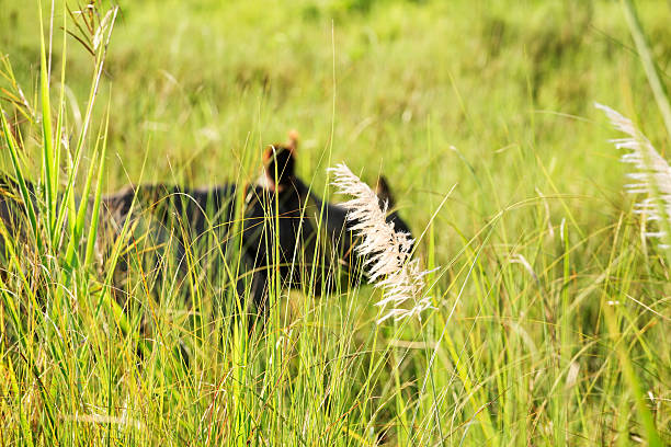 istock Great Indian Rhinoceros 175212822