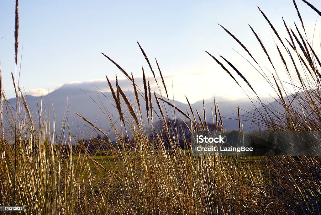 Gras Heads, Motueka Spit, Tasman, Neuseeland - Lizenzfrei Abenddämmerung Stock-Foto