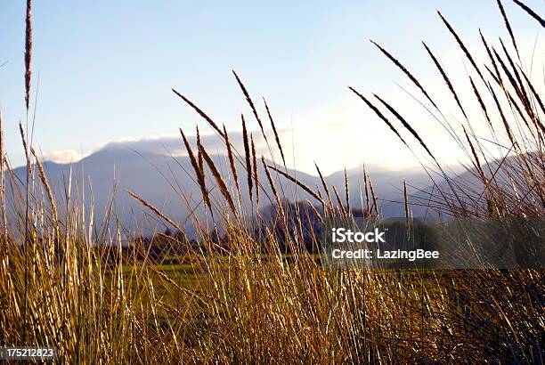 草ヘッドモトゥエカの丸焼きtasman ニュージーランド - Horizonのストックフォトや画像を多数ご用意 - Horizon, アウトフォーカス, カラー画像