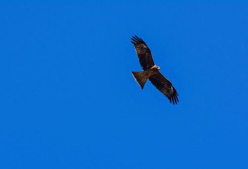 A golden eagle with a blue summer sky. Close up.