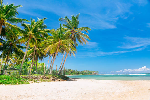 istock An Empty Tropical Beach in Unawatuna  with Palm Trees, Rocks, and Clear Blue Ocean. 1752128431