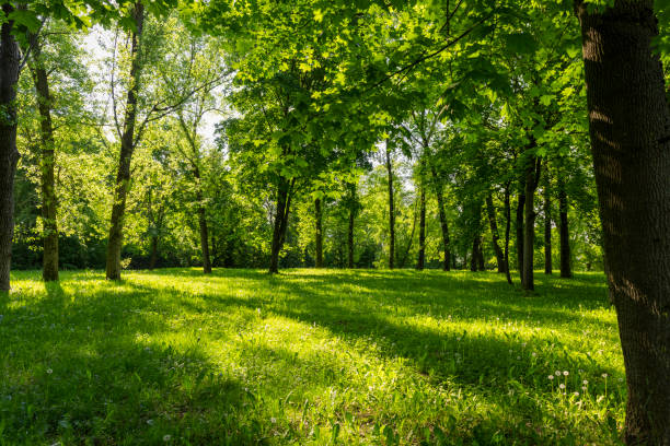 istock deciduous trees with green foliage in spring, green foliage 1752129541