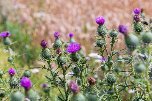 thistle bush during flowering in summer, thistle bushes growing at the edge of a field with cereals