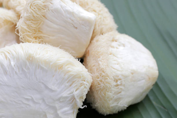 istock Fresh lion's mane mushroom on white background. (Yamabushitake Mushroom) 1752130190