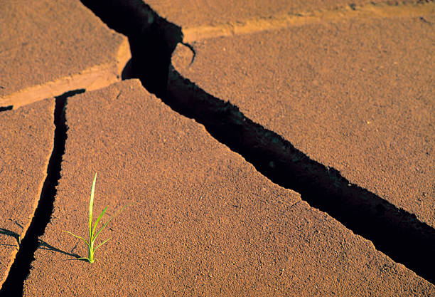 시작 - conquering adversity adversity plant desert 뉴스 사진 이미지
