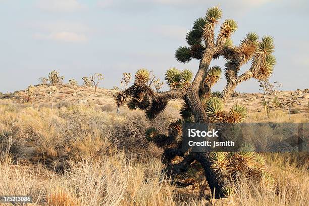 캐터스 있는 사막 배경기술 미국 남서부에 대한 스톡 사진 및 기타 이미지 - 미국 남서부, 사막, 선인장