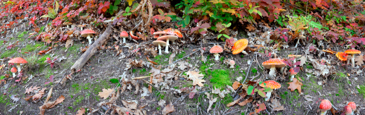 panorama of red  fly agaric in forest  Amanita muscaria