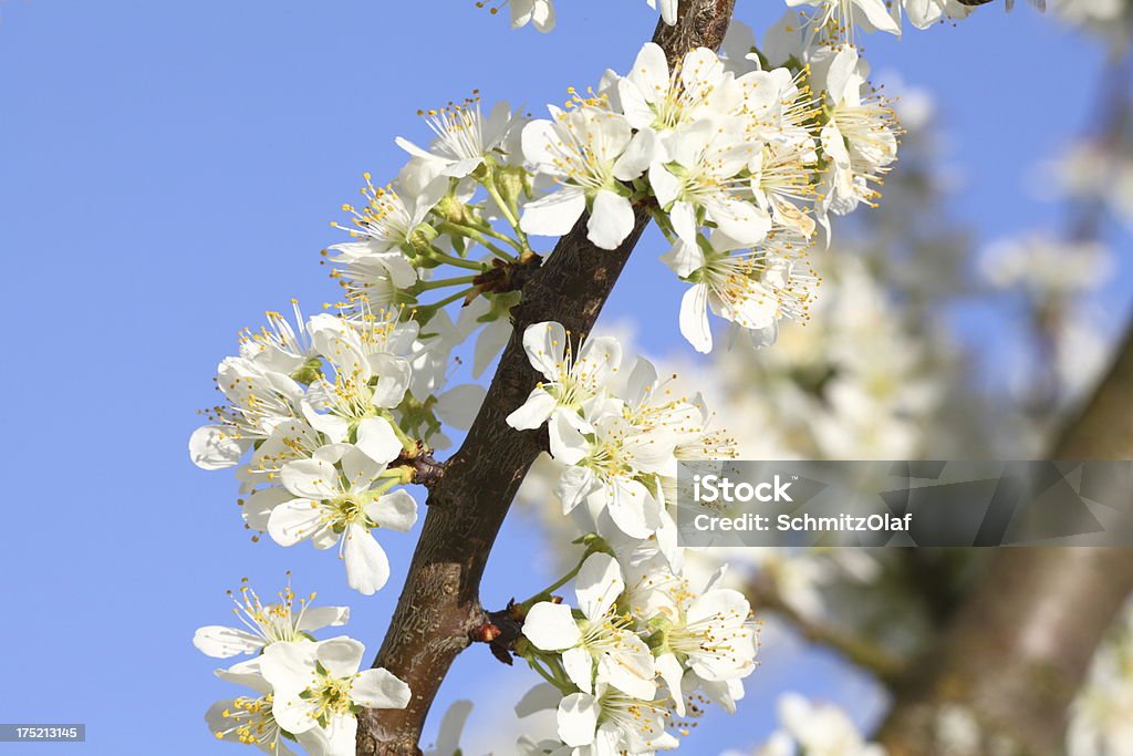 Blühende Kirsche Baum mit weiße Blüte - Lizenzfrei Blau Stock-Foto