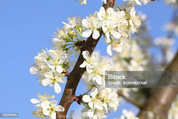 Ciliegio In Fiore Bianco Fiore Testa - Fotografie stock e altre immagini di Bellezza naturale - Bellezza naturale, Bianco, Blu