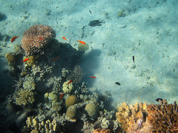 plage de corail - red sea taba sand reef photos et images de collection