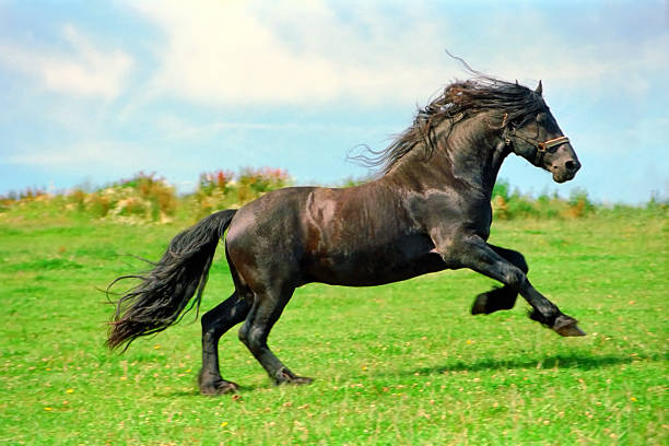 circuit de randonnée de galloping friesian étalon de cheval noir - horse black stallion friesian horse photos et images de collection