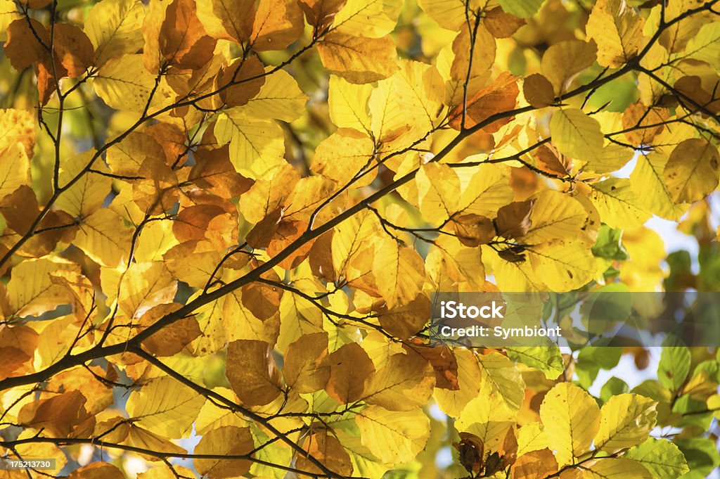 Giallo autunnale leafs close-up - Foto stock royalty-free di Albero