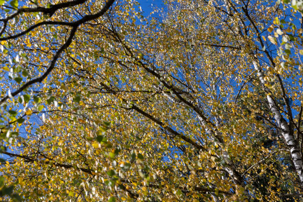 Birch forest with trees with yellow and green foliage