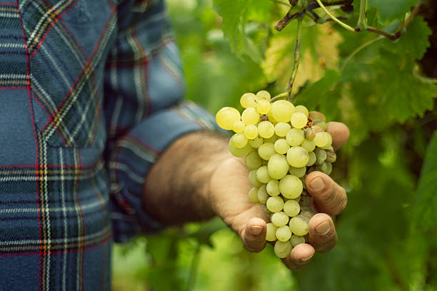 istock Grapes Harvesting and Picking Up 175213824
