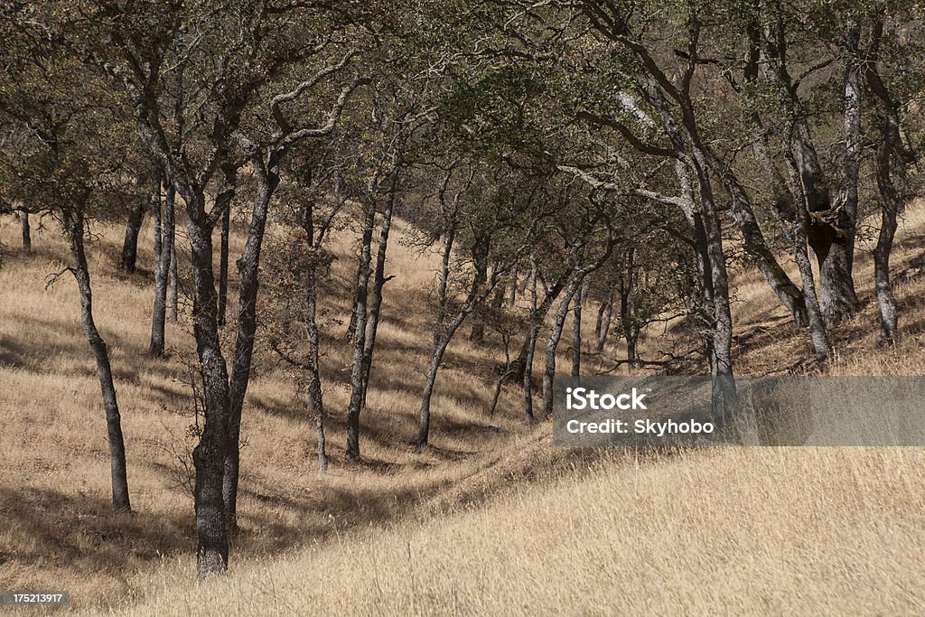 Centro da Califórnia Oaks - Royalty-free Califórnia Foto de stock