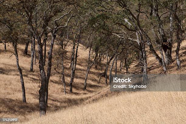 Foto de Califórnia Central Oaks e mais fotos de stock de Califórnia - Califórnia, Carvalhal, Carvalho - Árvore de folha caduca