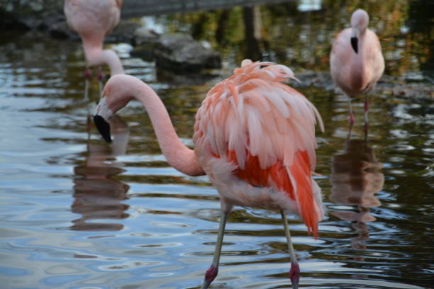 istock Pink flamingos alone and in groups 1752140926