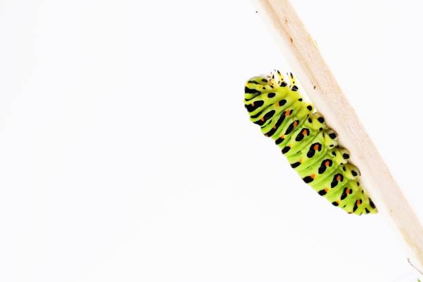 白い背景に割り箸に糸の座を作る黄色いアゲハチョウのカラフルな末端の幼虫